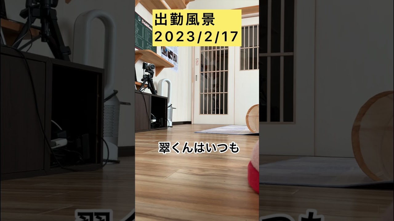 【メインクーン】今日の出勤風景 #メインクーン #かわいい猫 #猫カフェ #猫動画