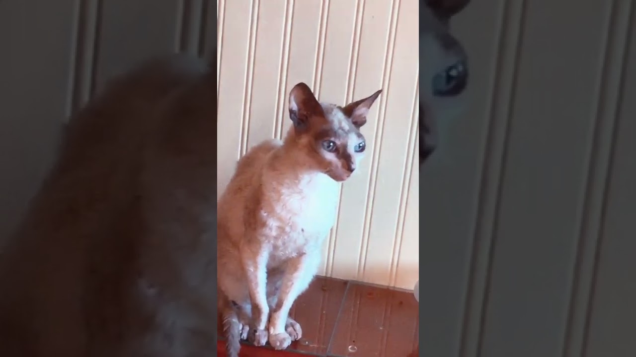 Cornish Rex Cat Yawning