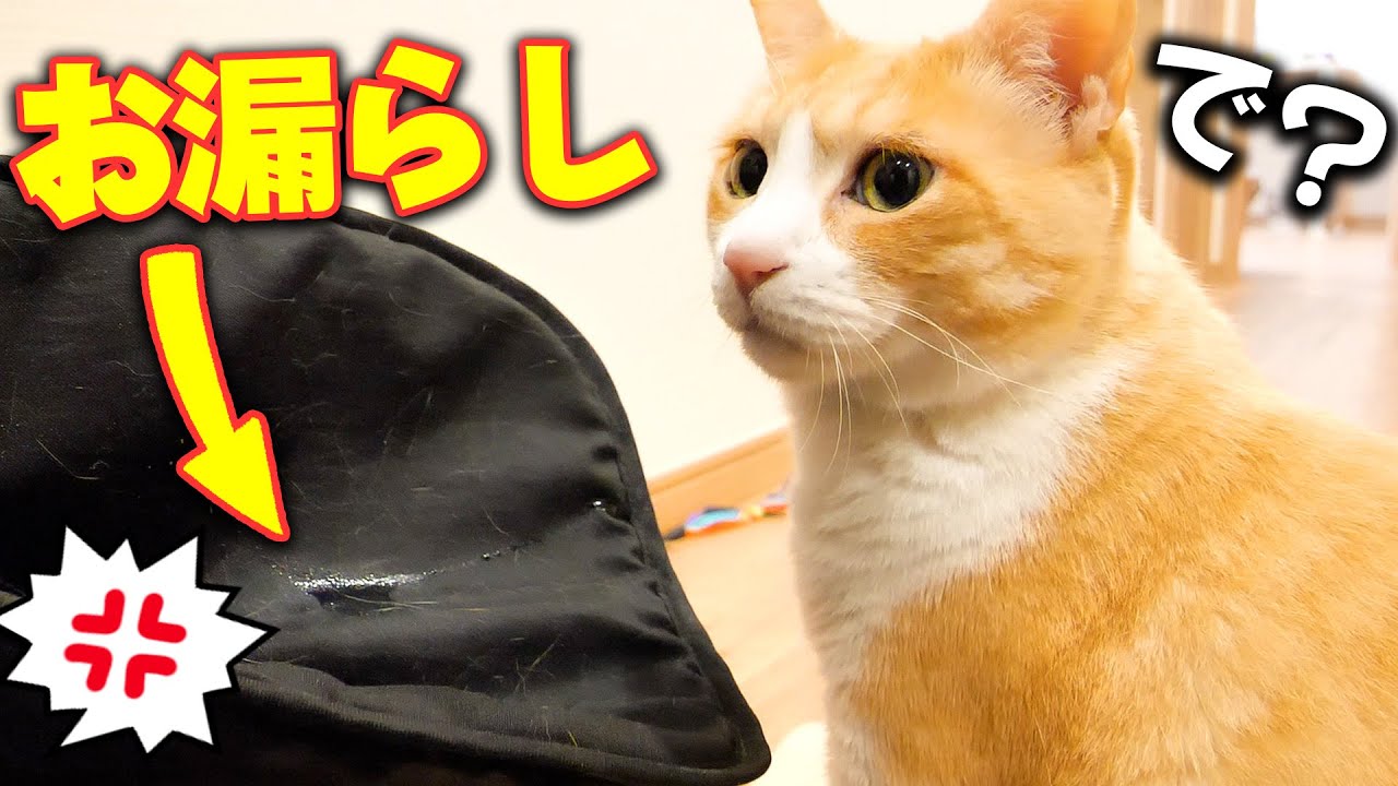 GWに黄金のオシッコを撒き散らした猫を捕まえて問い詰めた結果…