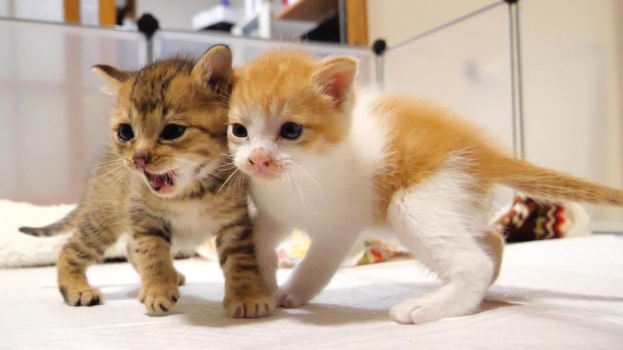 子猫の茶っくん、きーちゃん、トリオの子猫【赤ちゃん猫　保護猫】