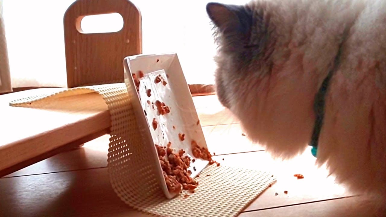 やっちまった・・・【ヒマラヤン猫】