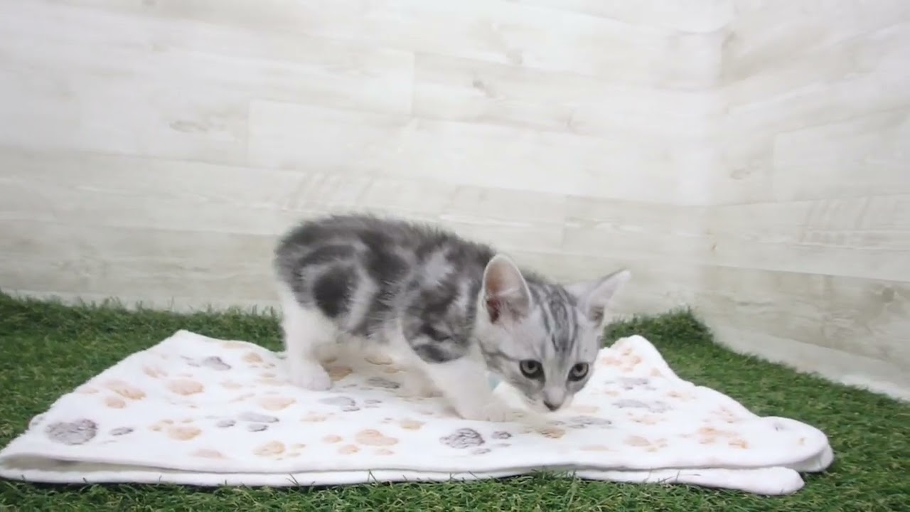 Coo&RIKU　No00630627 アメリカンカール