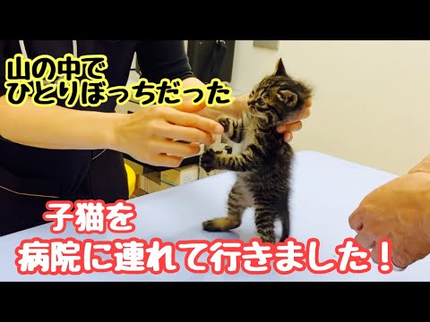 保護した子猫を病院に連れて行きました！　今日もぷ〜ちゃんは元気♪