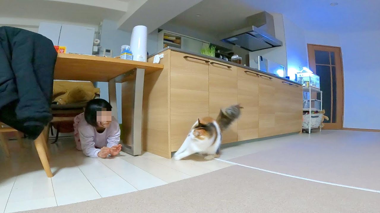 待ち伏せバトルしておどかしあう子どもと猫【ノルウェージャンフォレストキャット】