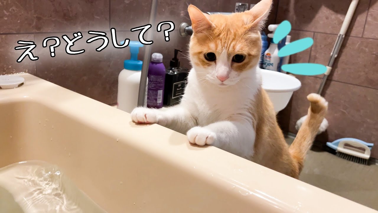 あるはずの自分の居場所がなくなって困惑するねこが可愛いｗｗｗ