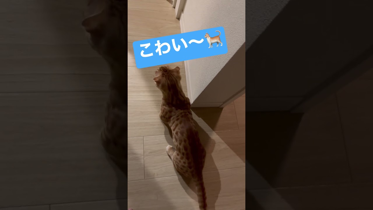 リビングが気になるコモドン🐈 #キンカロー #猫 #cat #子猫 #猫のいる暮らし #catlover #고양이 #catvideos #catlovers #catvideo