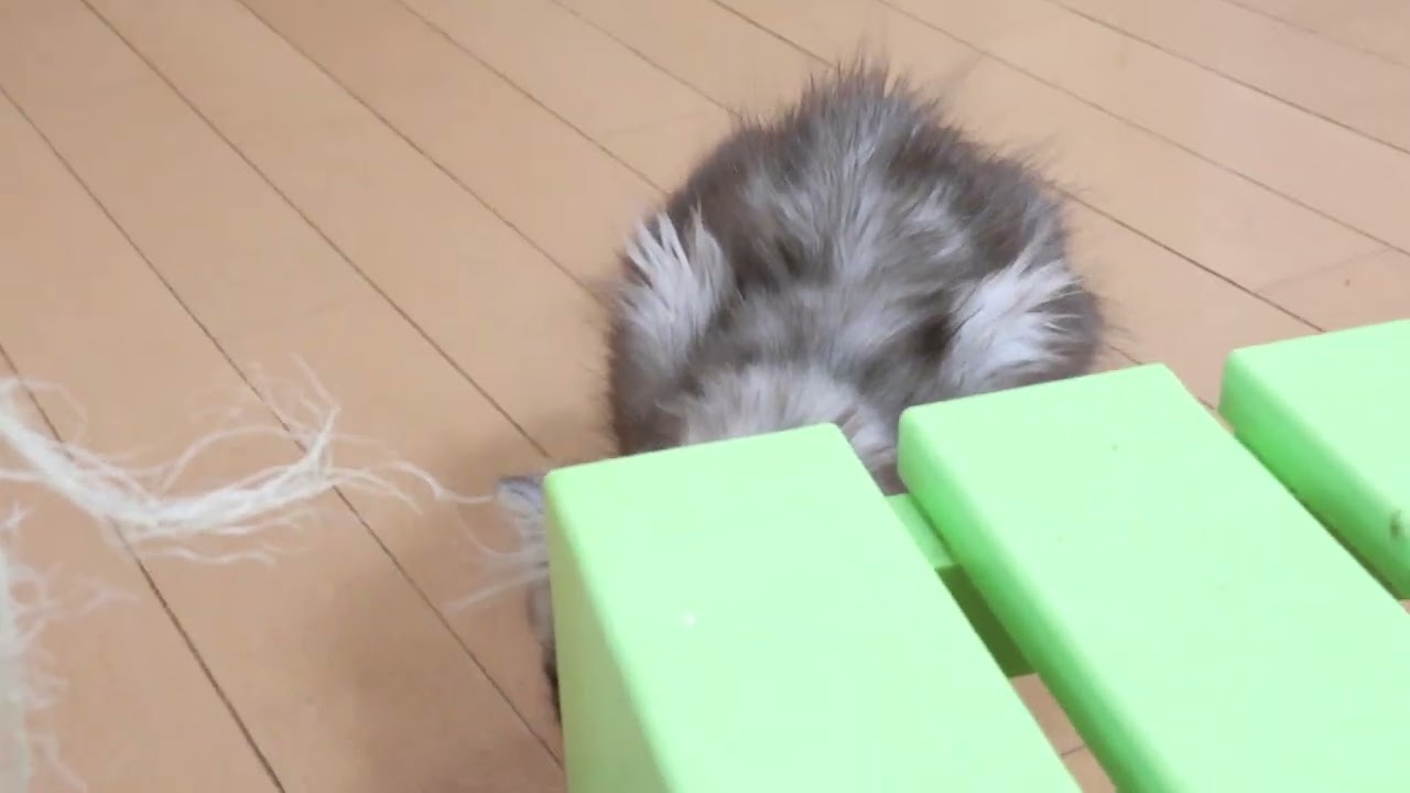 シルバープリンスメインクーン子猫のクリストフ君