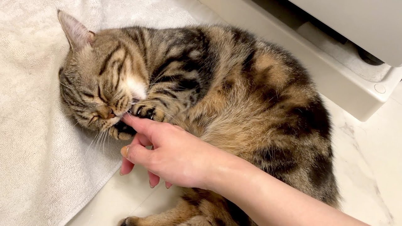 甘えるとき子猫みたいに指を甘噛みしてくる猫