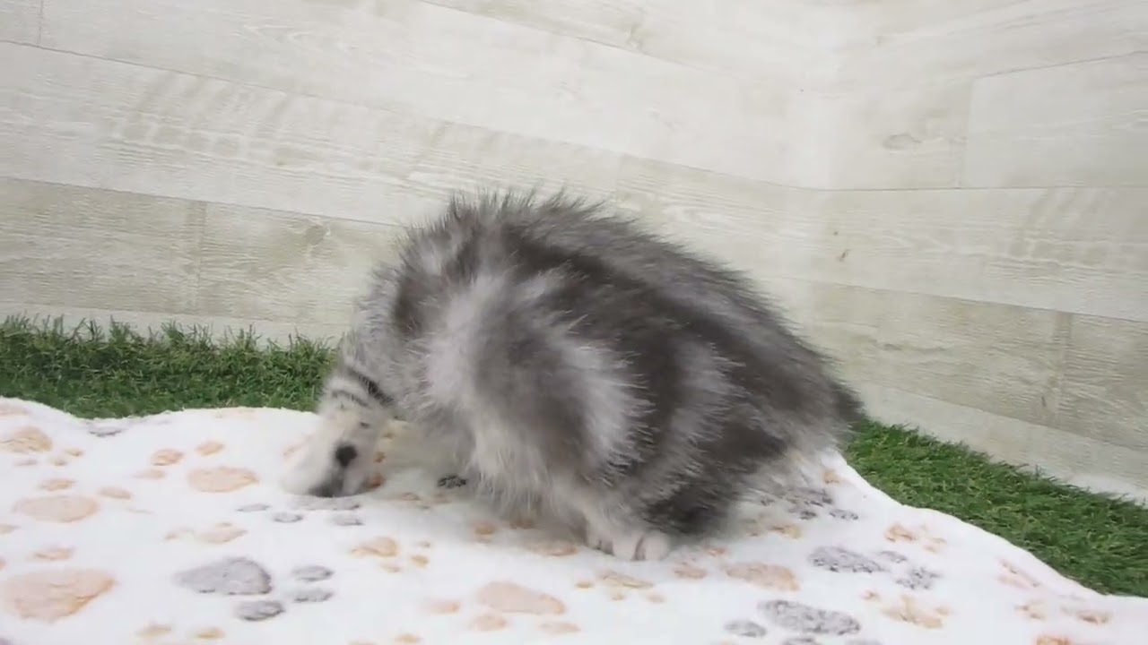 Coo&RIKU　No00630628 アメリカンカール