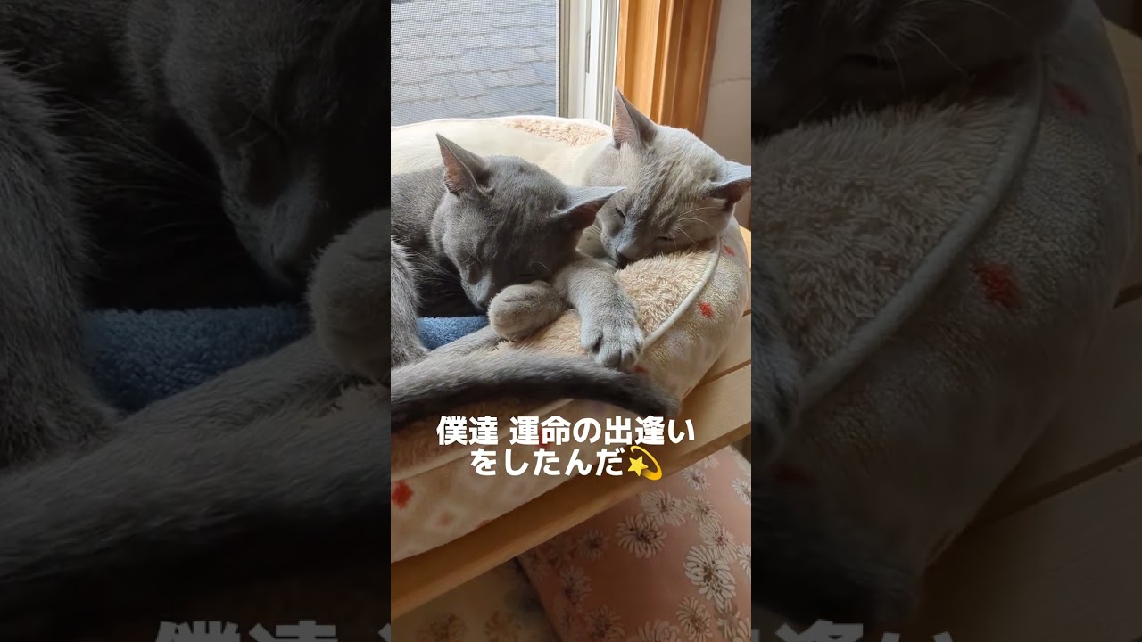 運命の出逢いって信じる❓💗  #ロシアンブルー #russianblue #夫婦