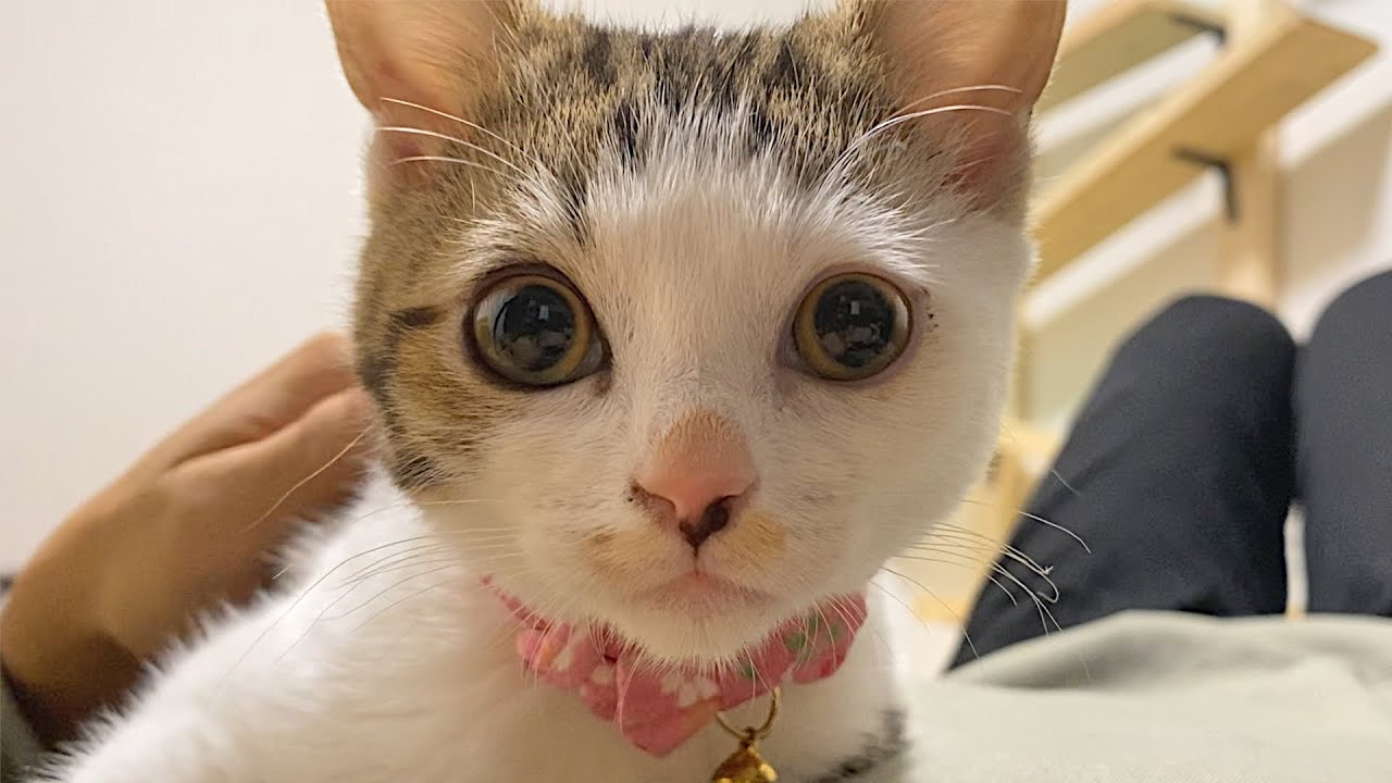 障害のある子猫の食事を介助してあげたら何度もお礼を言いに来てくれました…涙
