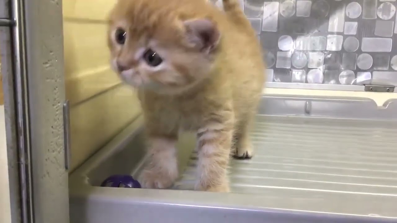 セルカークレックス 【レッドタビー】可愛い男の子です。