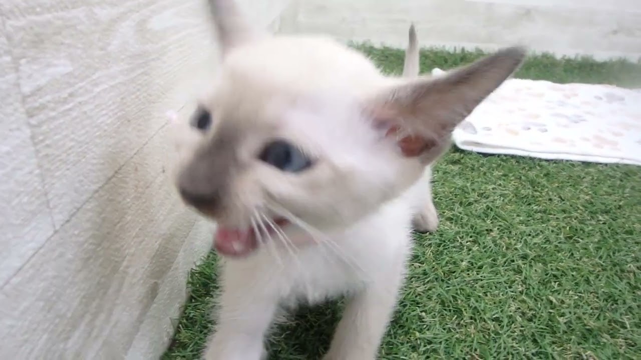 Coo&RIKU　No00630615 トンキニーズ