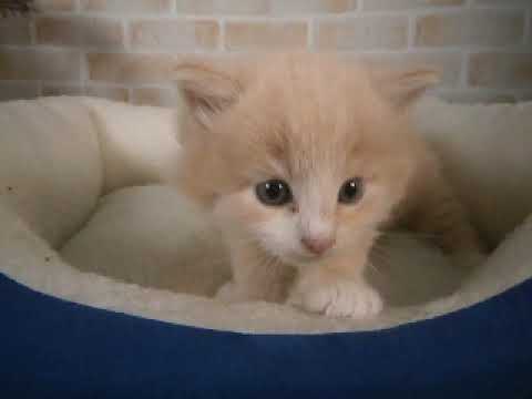 627662 ノルウェージャン・フォレストキャット