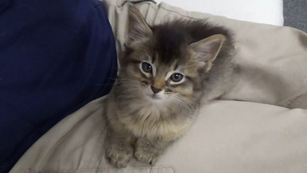 [ソマリ]　離乳を終えた子猫　膝の上が大好き