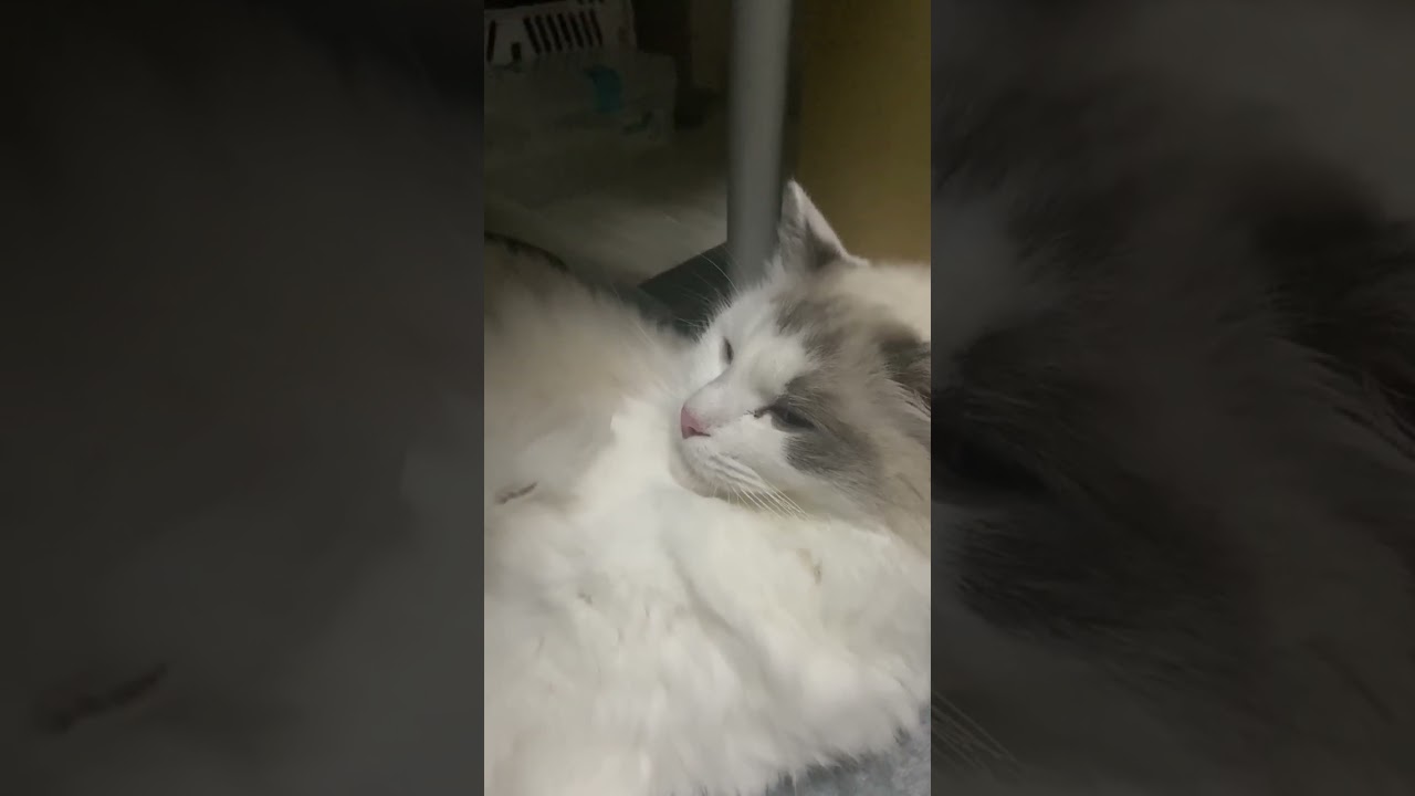 ミュウの逆襲 #shorts #猫 #ラグドール