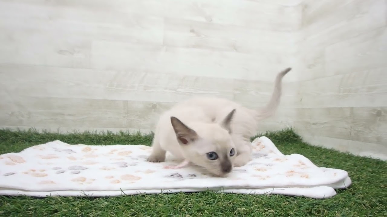 Coo&RIKU　No00630614 トンキニーズ