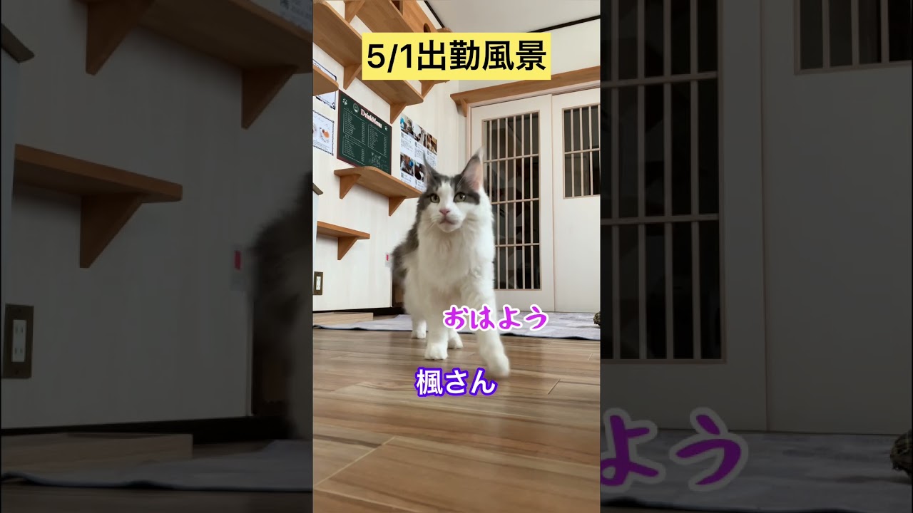 5/1出勤風景【メインクーン】 #メインクーン #猫カフェ #猫動画おもしろい #cat