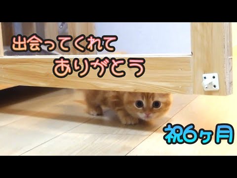てんかん子猫と出会って考え方も生活も全てがガラリと変わりました…
