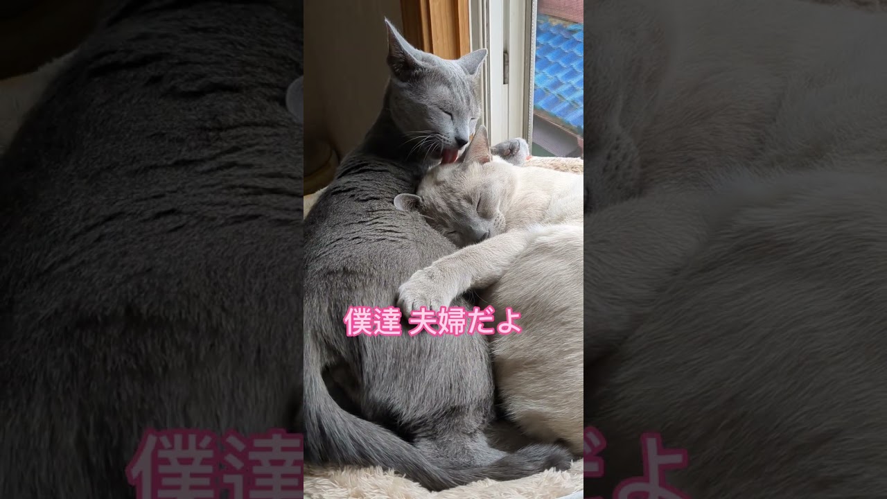嫉妬しちゃうよね❓🐈‍⬛😻💝  #ロシアンブルー #russianblue #夫婦 #猫