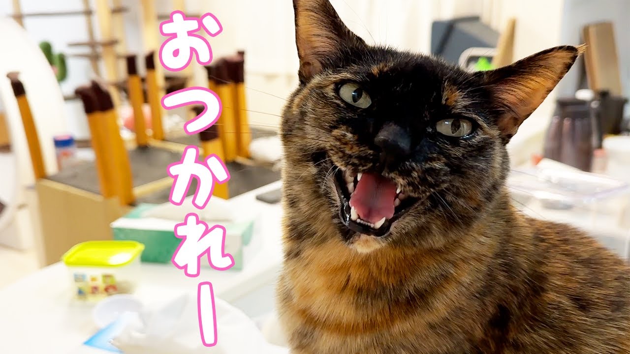 パパにもママにも甘える器用なサビ猫