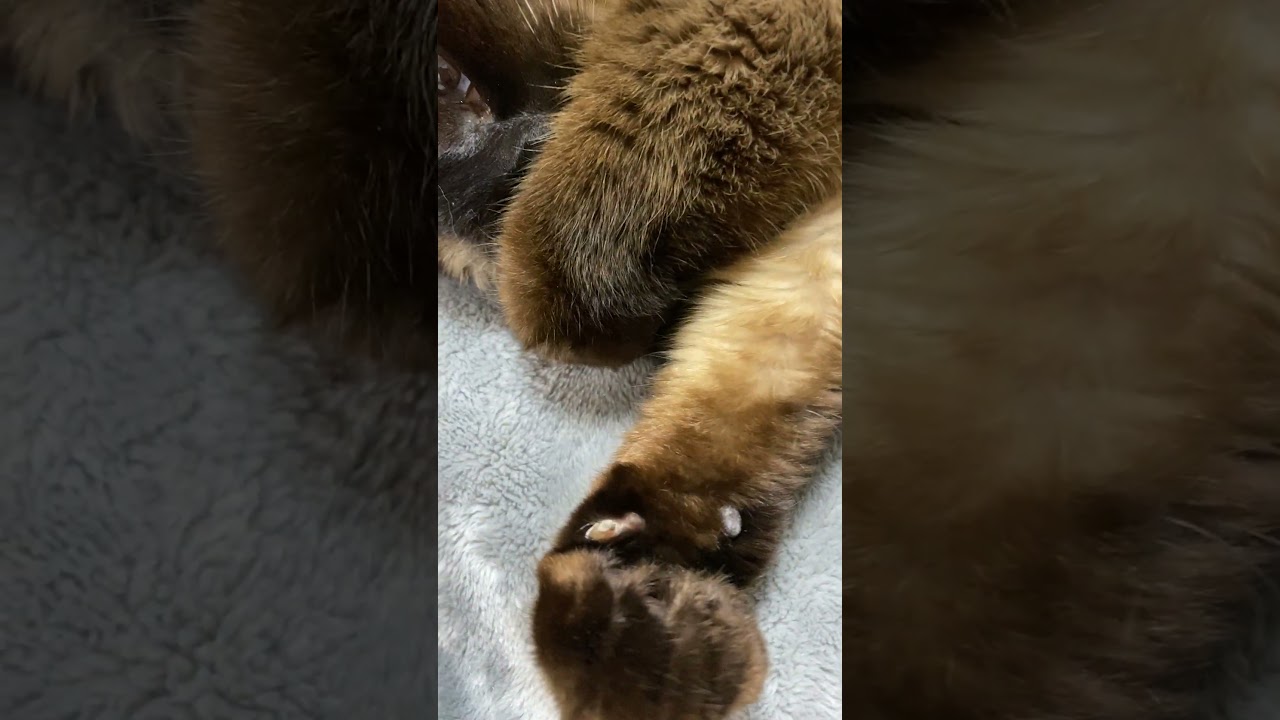 【2023.05.03】今日のシャム猫のふくさん（音無し）【たぬき猫】 #shorts