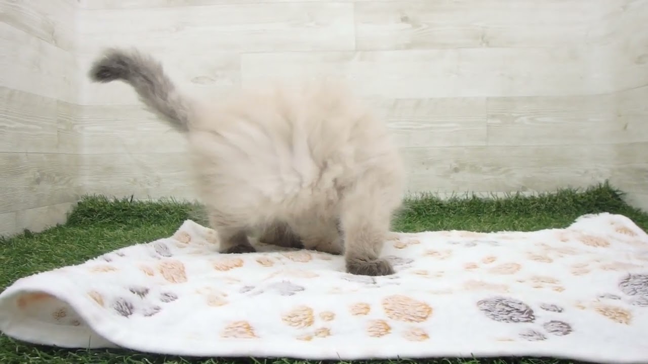 ペットショップcoo&riku No.00627230 ヒマラヤン