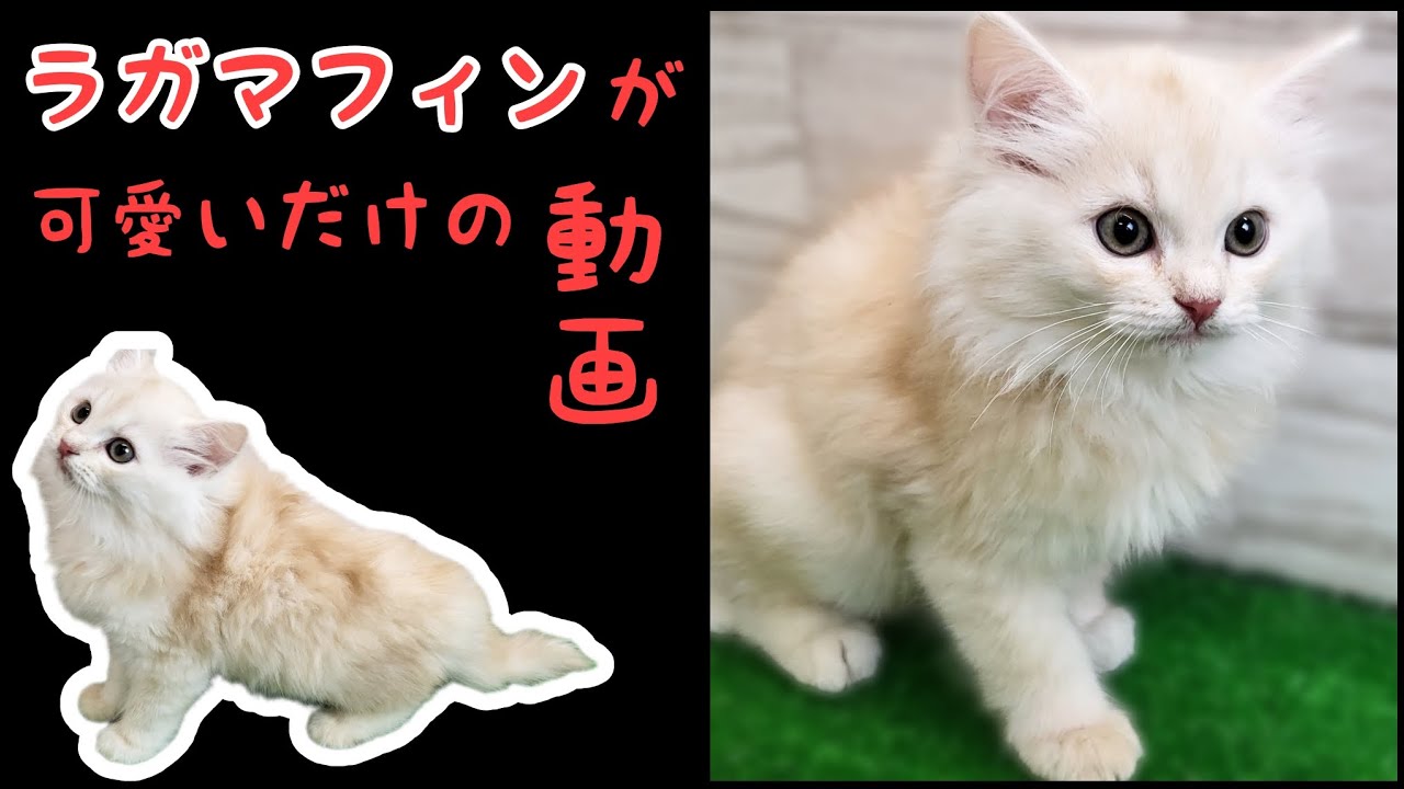 ラガマフィン・子猫【鶴見元宮店】