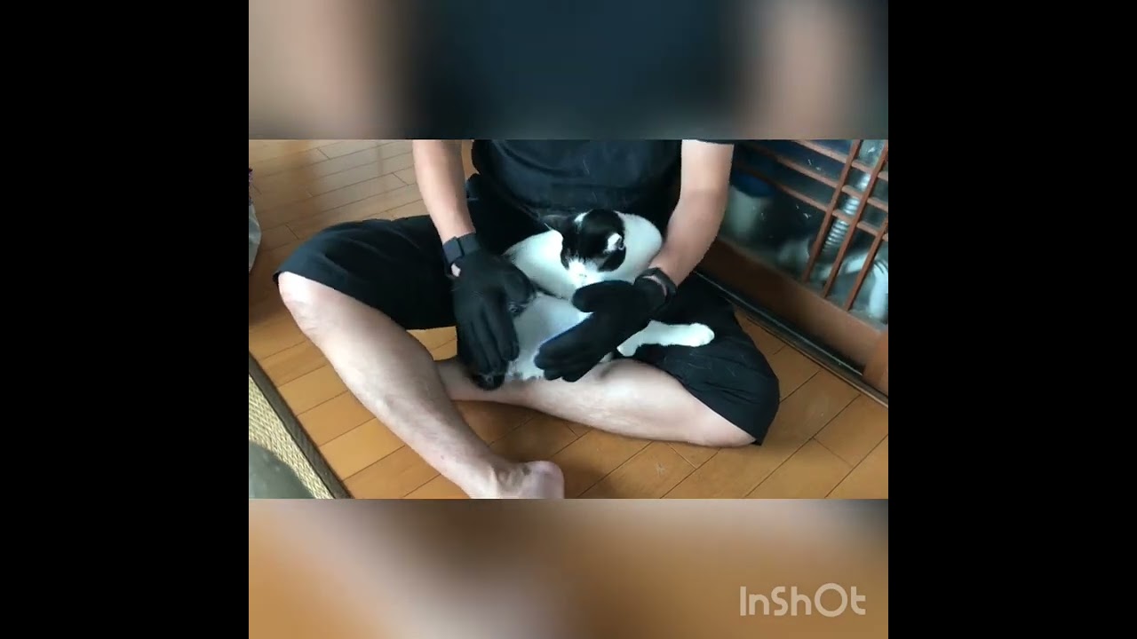 豆大福のようなお尻をなでまわすパパさん「一生懸命しっぽふってるにゃ」