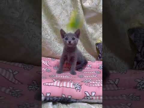 ロシアンブルー 美人🌸 元気いっぱい🌼