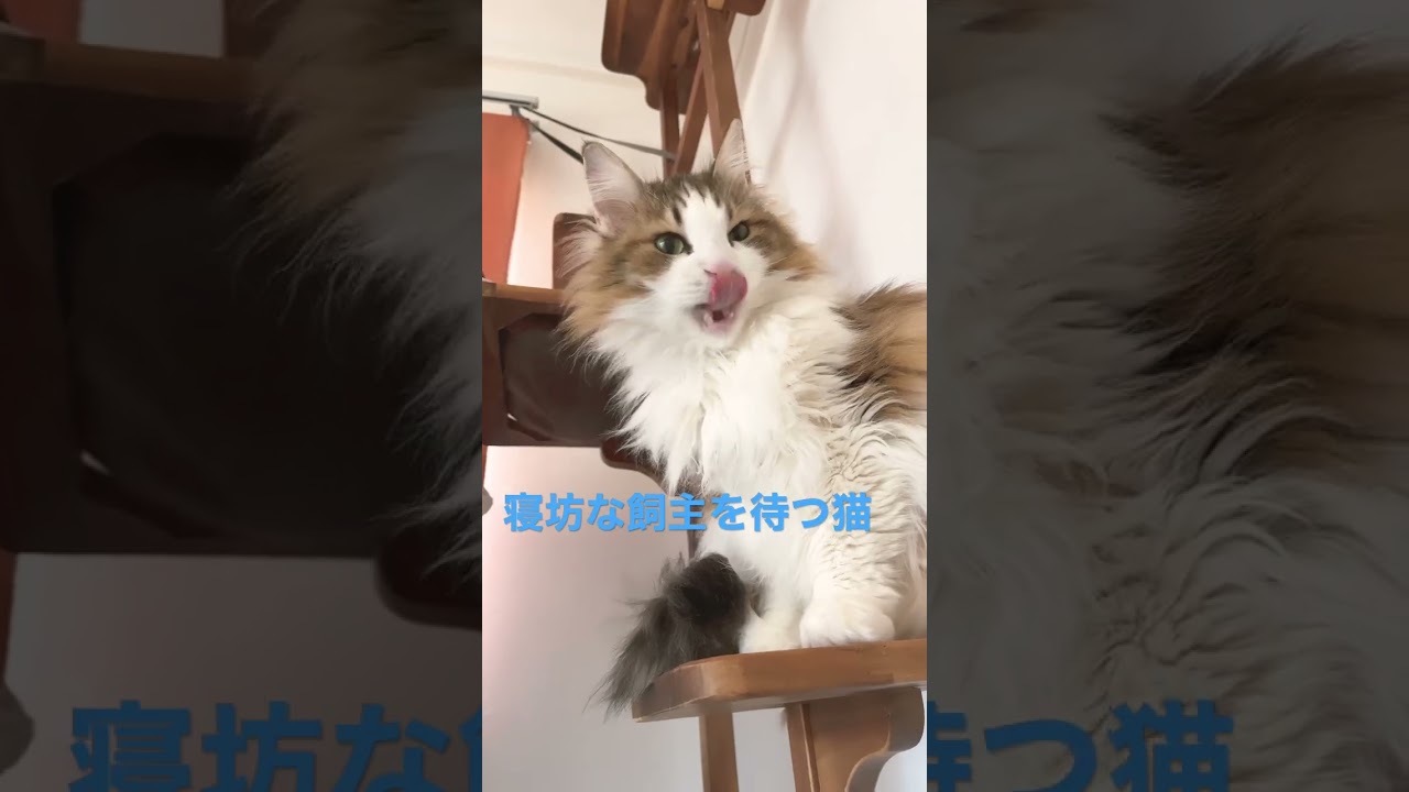 寝坊な飼主を待つ猫#shortsvideo #shorts #ノルウェージャンフォレストキャット #cats #cat #猫 #大型猫 #猫との暮らし #かわいい #猫動画