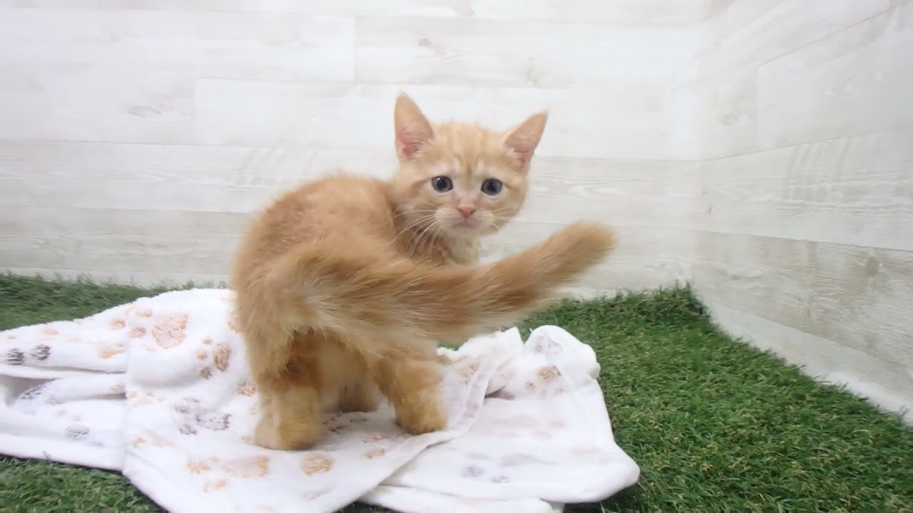 Coo&RIKU　No00630714 アメリカンショートヘアー