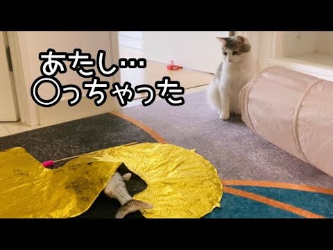 まさか自分が！本気で心配する猫…が、厳しい〜 ／森猫おはぎの遊雅な日常 in Malaysia #猫と海外移住 #MalaysiaLife #Norwegianforestcat