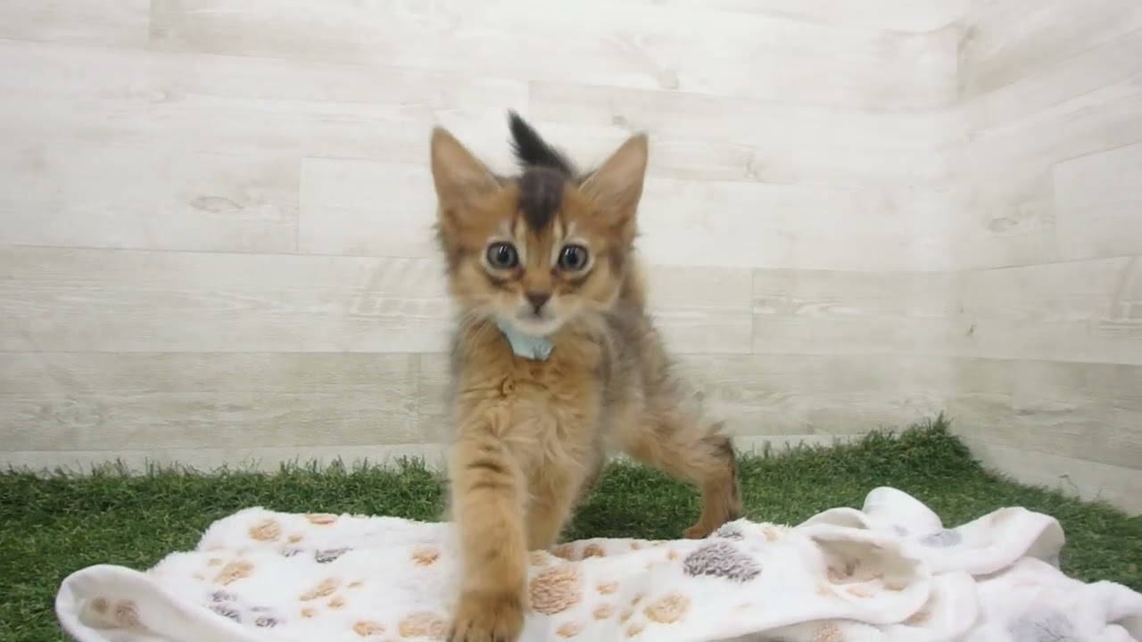 Coo&RIKU　No00629380 ソマリ