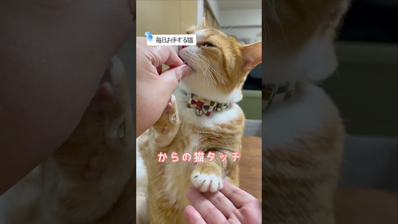 【お手する猫】短足マンチカンがお手するよ！#お手する猫 #猫 #猫かわいい #cat #shakeapaw