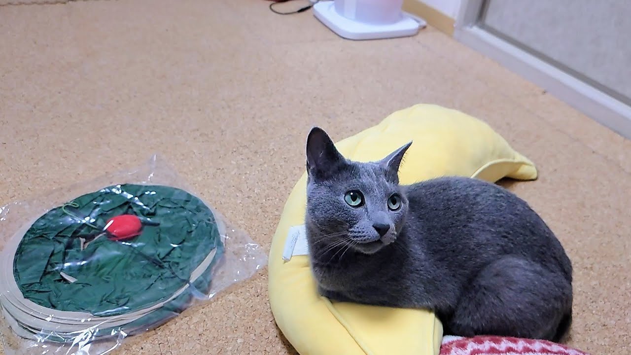 【猫動画】新しい猫トンネルとロシアンブルー【russianbule】New Cat Tunnel and Russian Blue