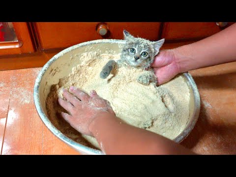 暴れる激おこ子猫をきなこ風呂に埋めてみると。。#32