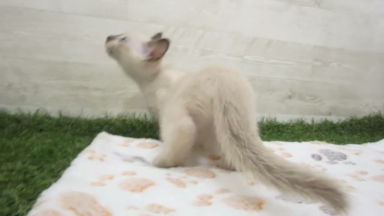 Coo&RIKU　No00630613 トンキニーズ