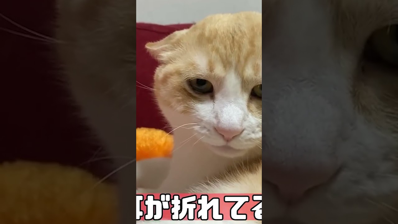 耳が折れているにしてもあまりにも折れすぎているねこ。#shorts