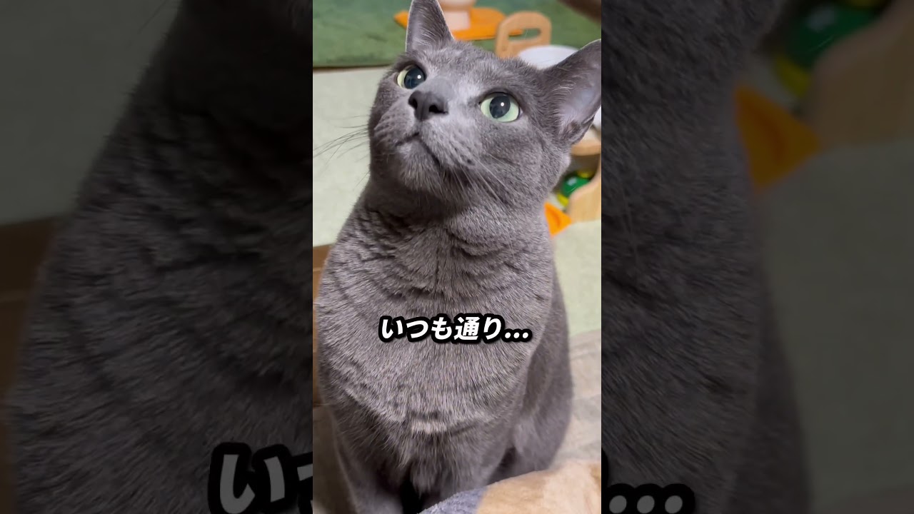 【ロシアンブルー】週の始まり...めろんはいつも通り元気にスタート🍀【猫】#shorts