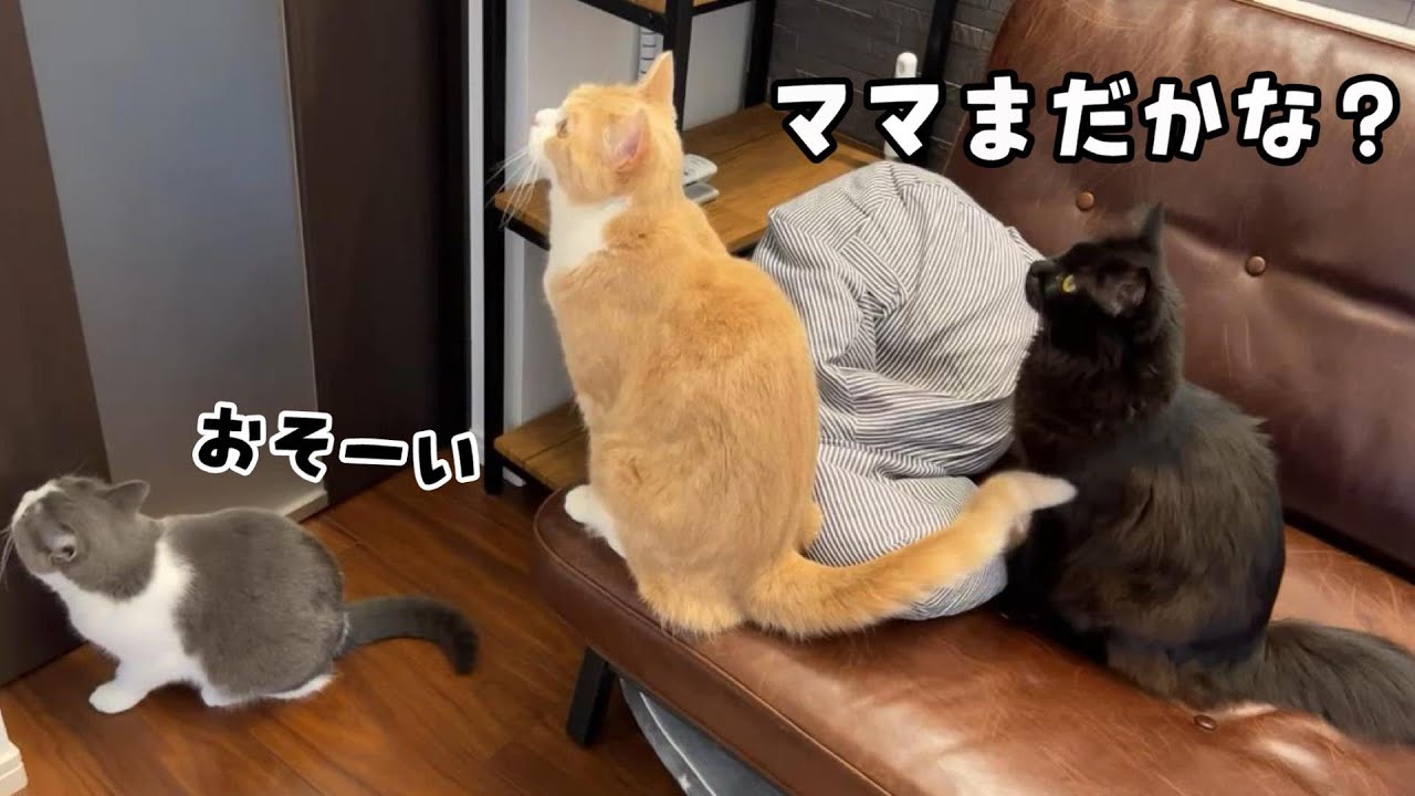 ママの帰りをずっと待ち続ける猫が可愛すぎました　716話