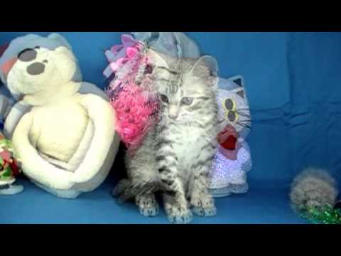 10月9日生まれエジプシャンマウシルバーちゃん