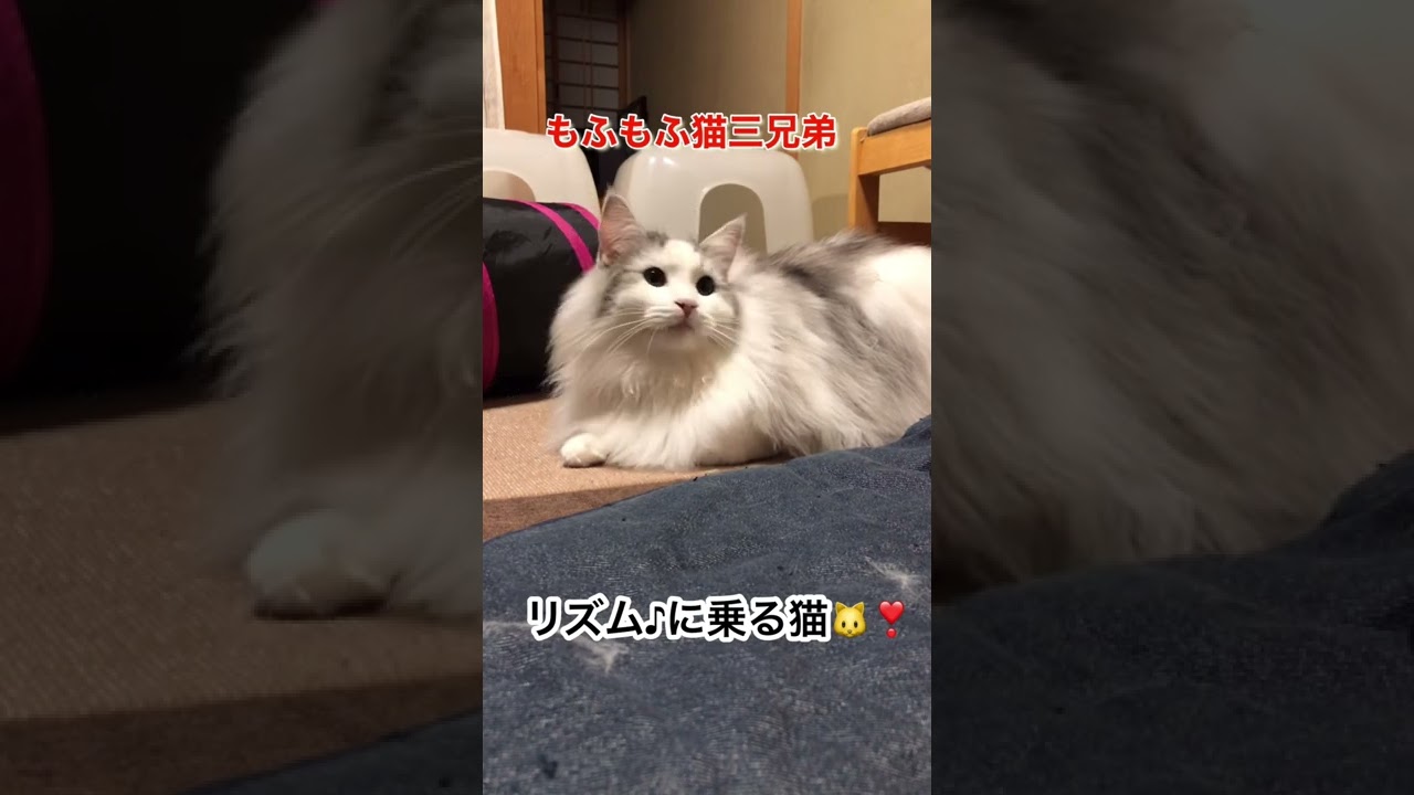 リズム♪に乗る猫🐱❣️#shorts #ラガマフィン #かわいい猫 #おもしろい猫 #猫 #cat #ragamuffin #子猫 #ねこ