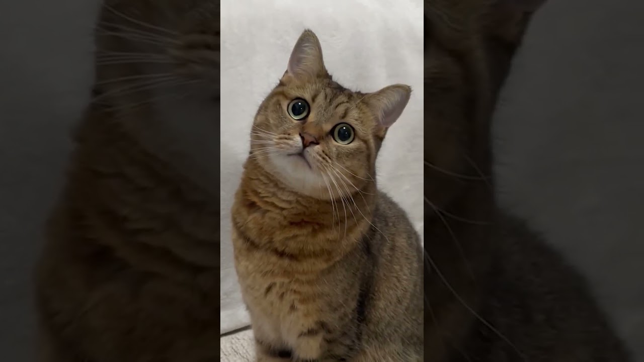 【猫動画】首を４５度曲げたまま固まるのやめてｗｗｗ　#shorts