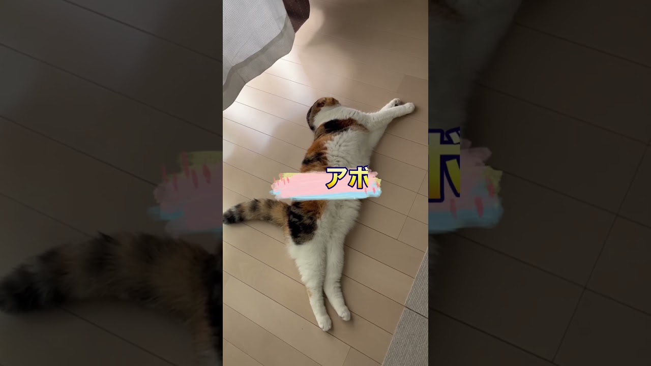呼んだ？【ゆかりん】#shorts#スコティッシュフォールド
