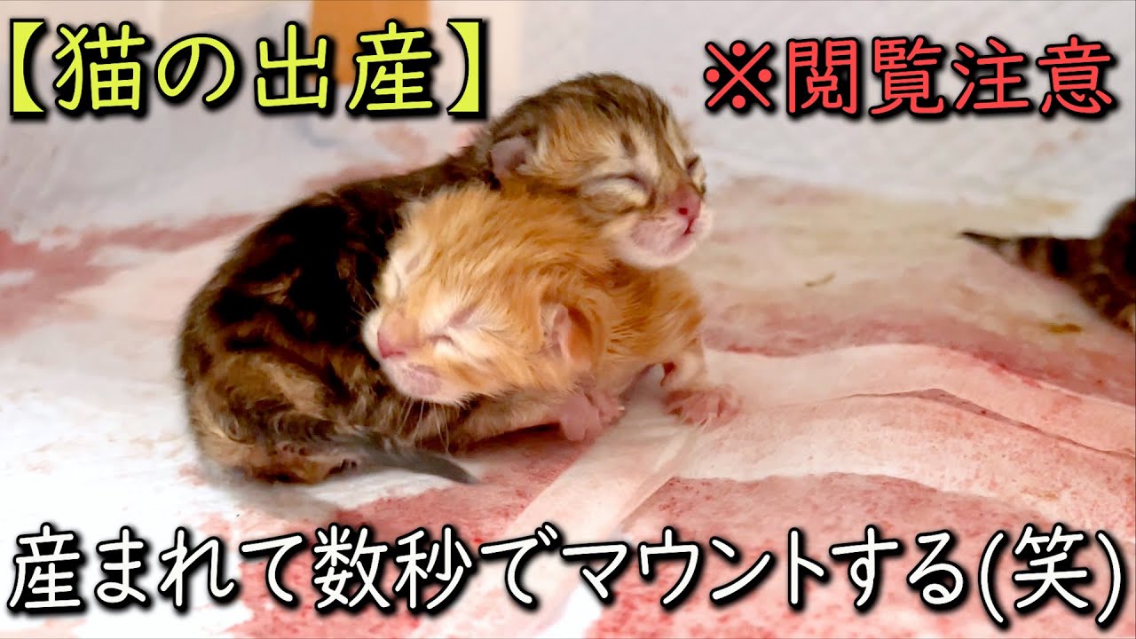 【閲覧注意】マンチカンくるみちゃんの出産！！赤ちゃんが産まれて数秒でマウント取りだす件 ∼猫のいる生活Vol.695∼ 出産動画 マンチカン短足・ミヌエット・ペルシャ猫専門ブリーダー『ペット蔵人』