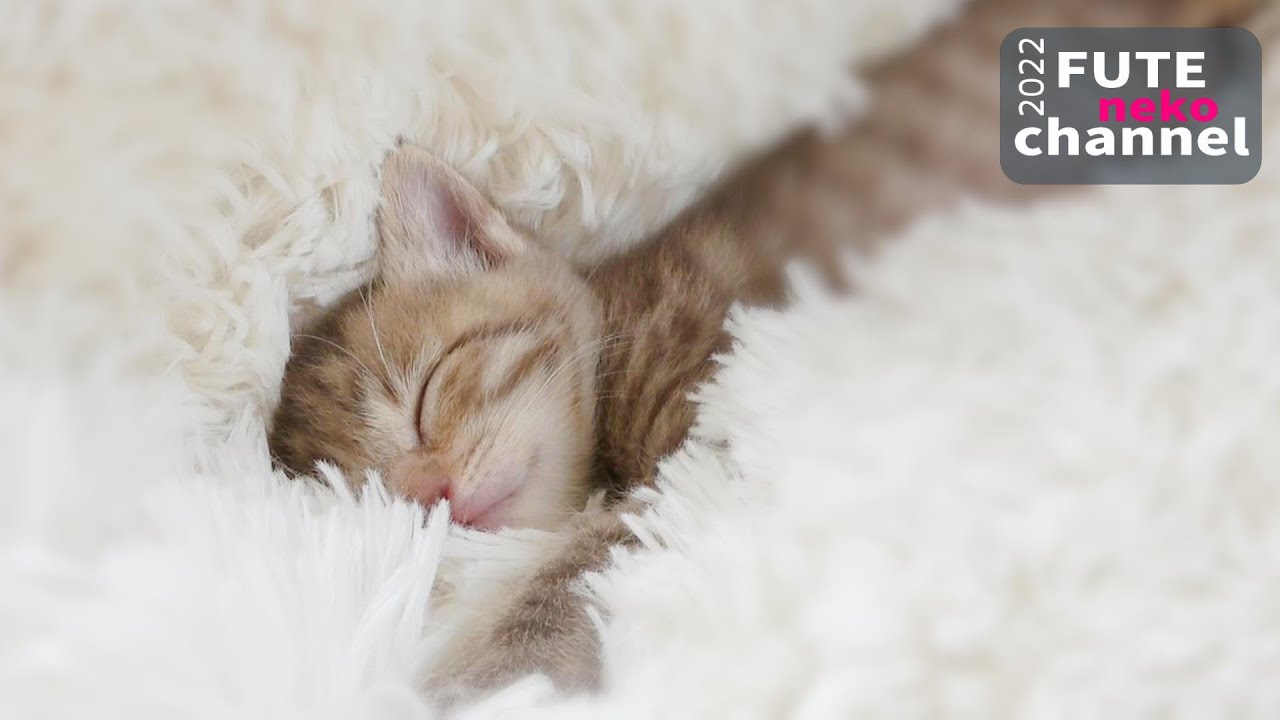 ミルクのおかわりに何度もやって来る仔猫【保護子猫】