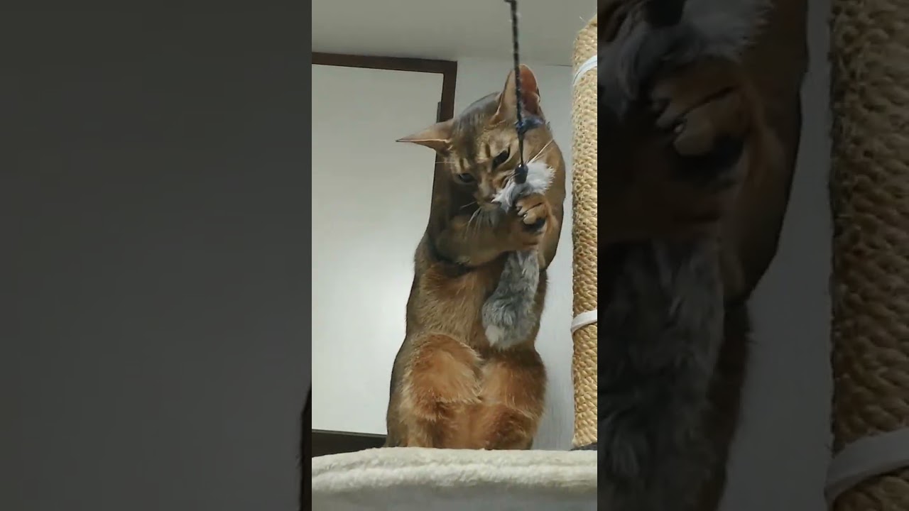 ネコ動画あび#566　#shorts　あびの毎日　アビシニアン　あび