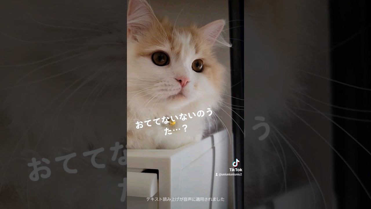 おててないない #ラガマフィン #猫動画 #cat #子猫 #shorts