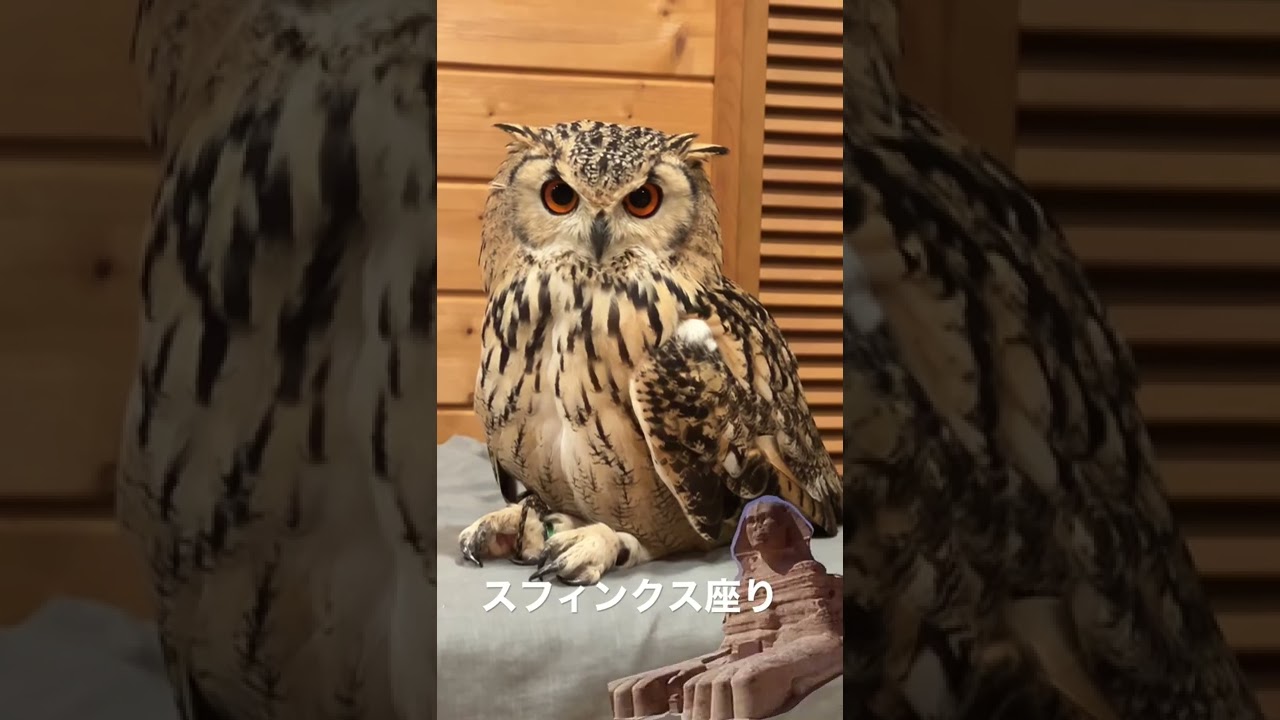 スフィンクス座りするフクロウ　Transformed into a sphinx🦉
